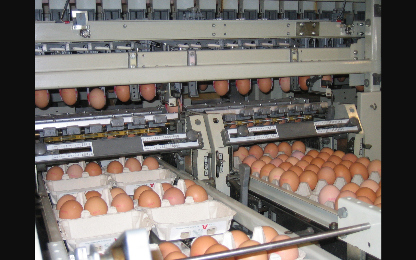 Sorteerinstallatie met eieren bij Penneman